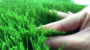 Natural grass for sports fields